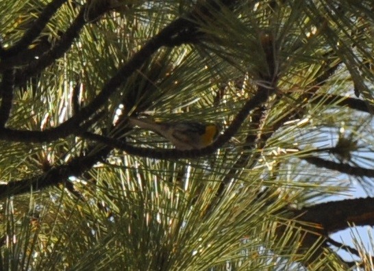 Grace Ötleğeni - ML176856721