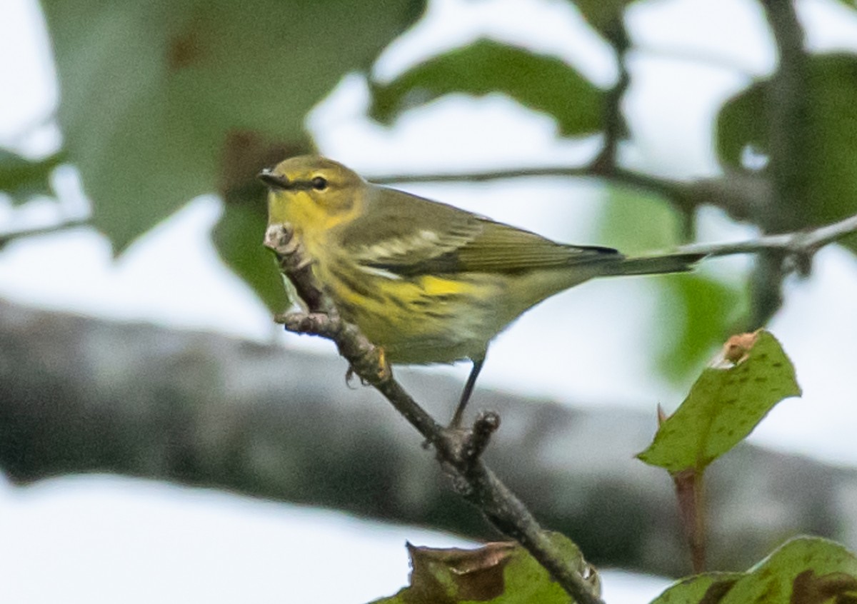 Cape May Warbler - ML176860671