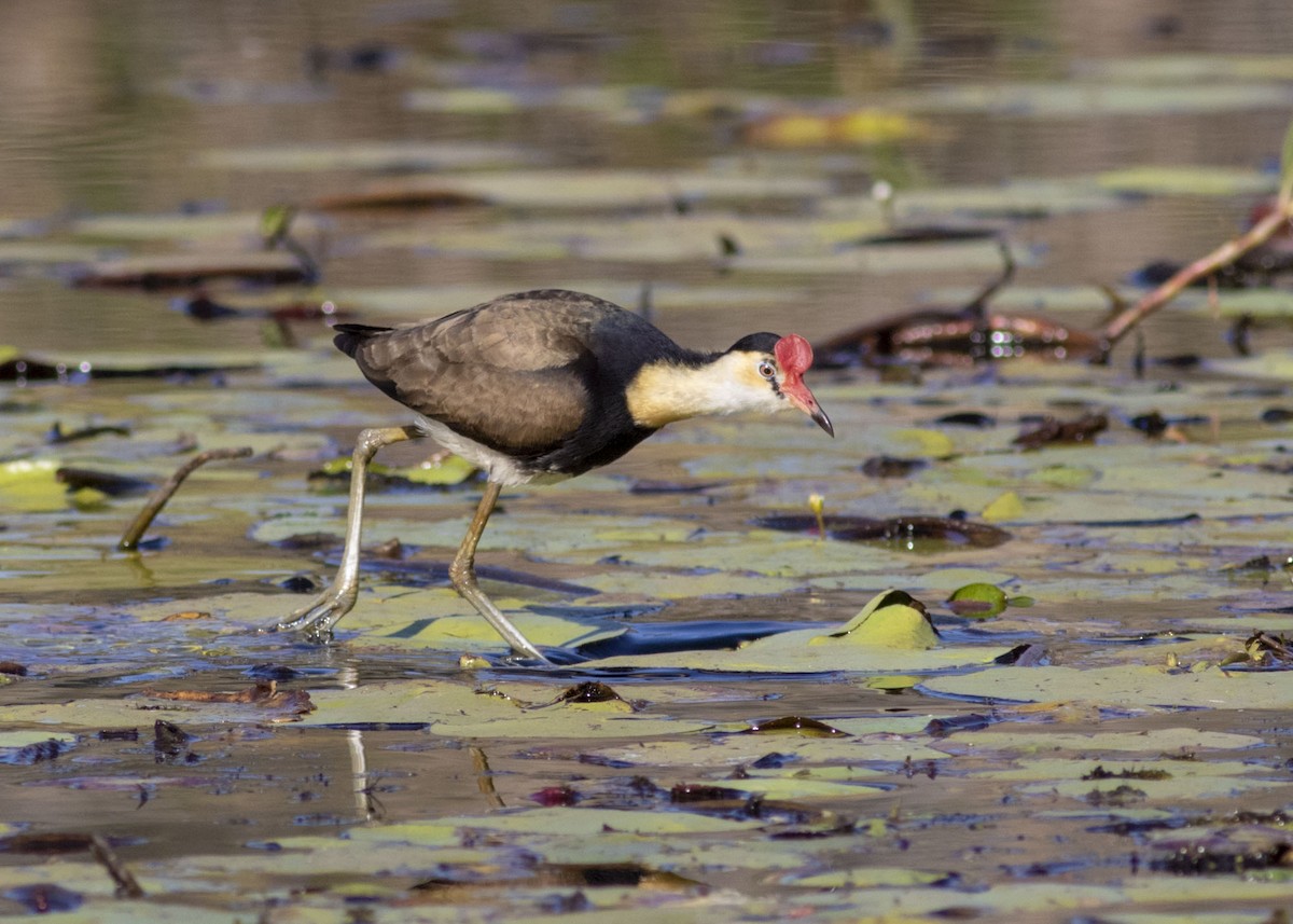 Jacana à crête - ML176861281