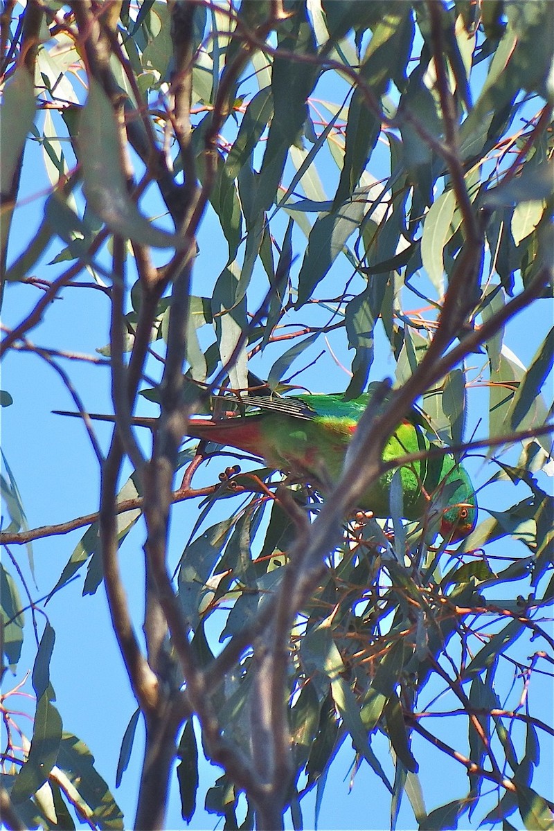 Swift Parrot - ML176861321