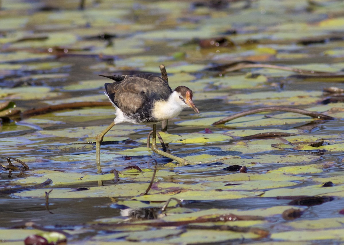 Jacana à crête - ML176861491