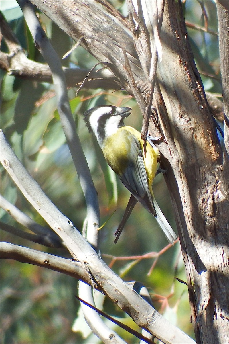 Eastern Shrike-tit - ML176861751