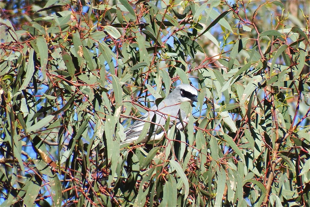 White-bellied Cuckooshrike - BirdLife Murray Goulburn
