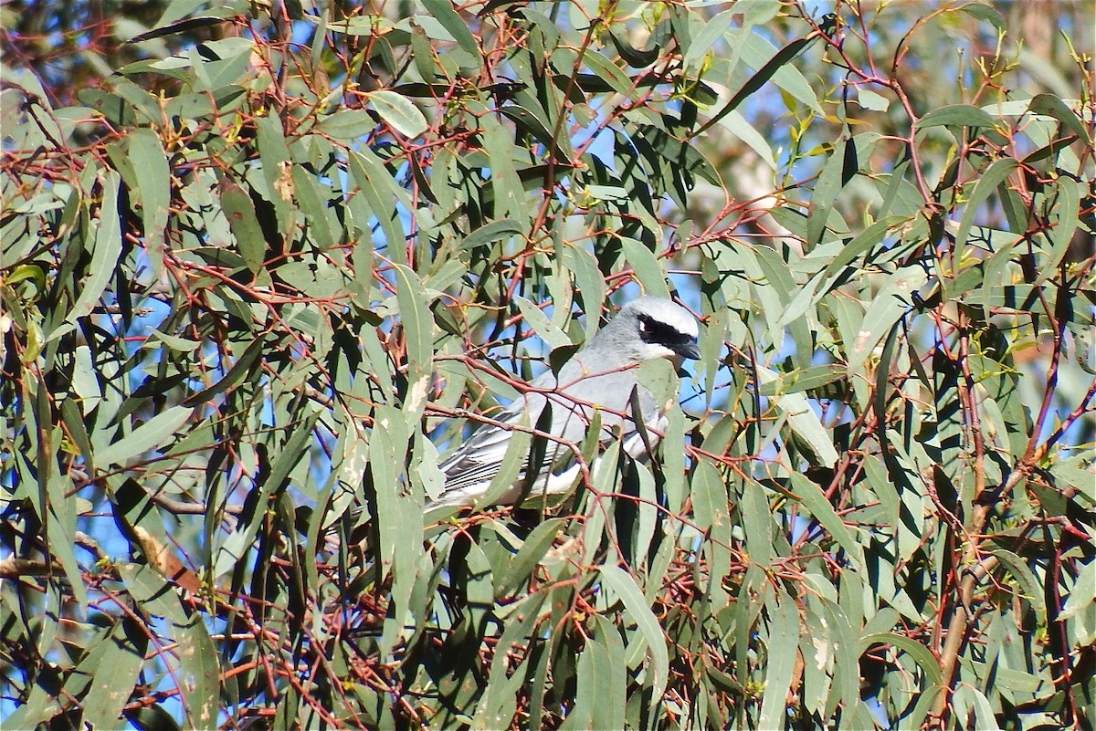 White-bellied Cuckooshrike - ML176862421