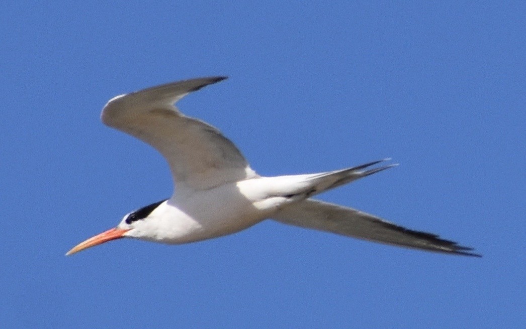 Elegant Tern - ML176863011