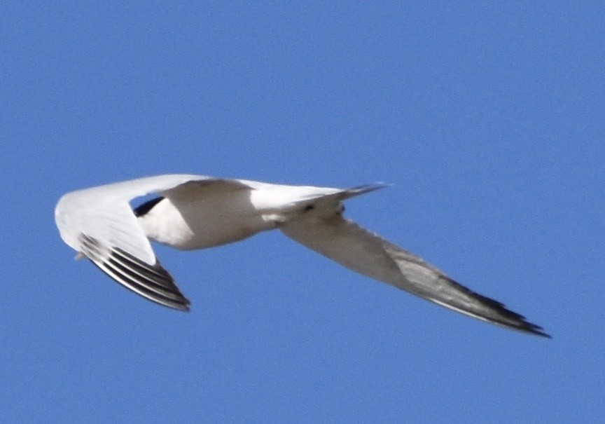 Elegant Tern - ML176863021