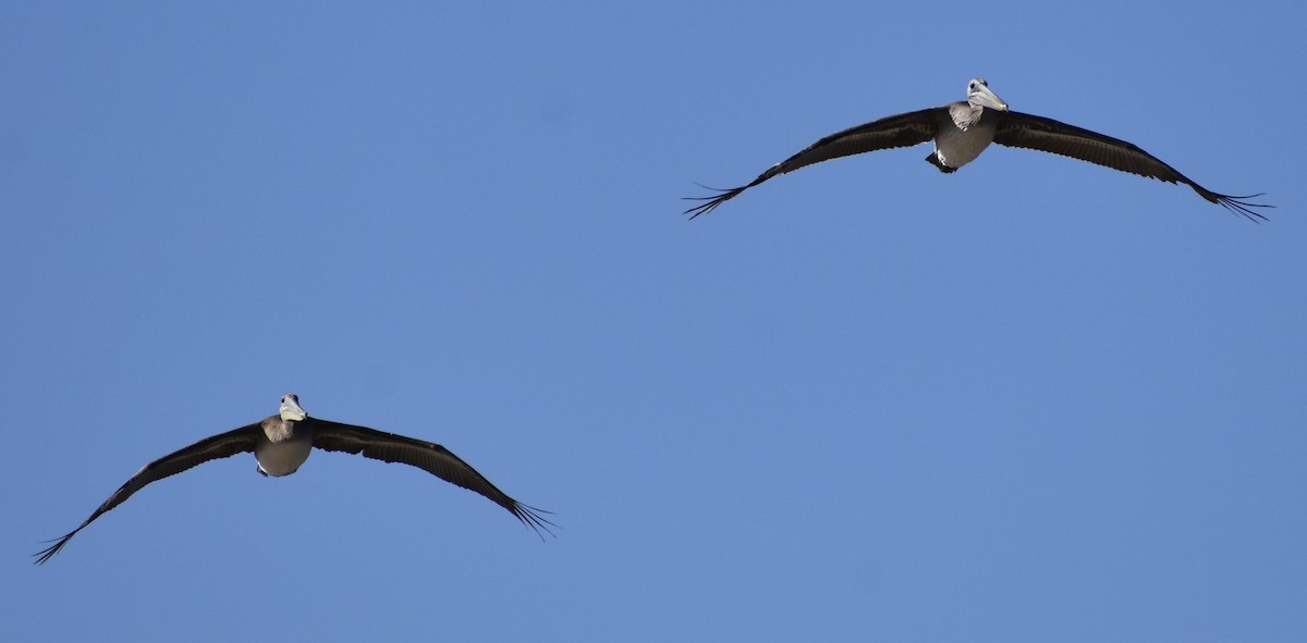 Brown Pelican - ML176863121