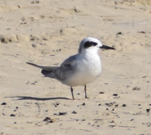 Forster's Tern - ML176863201