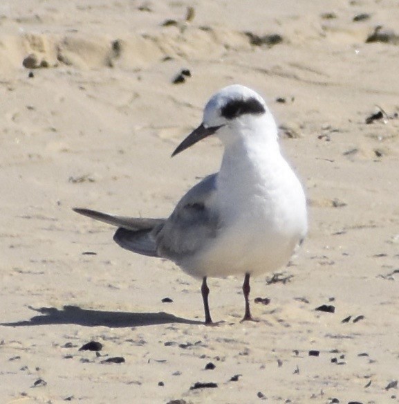 Forster's Tern - ML176863211