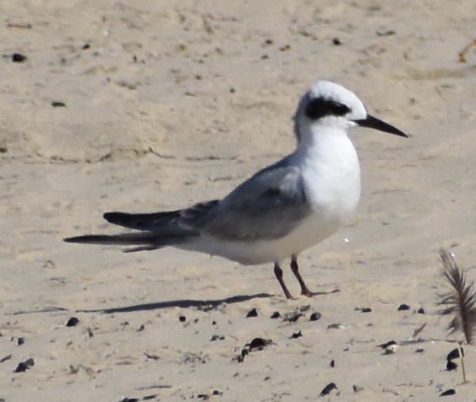 Forster's Tern - ML176863221