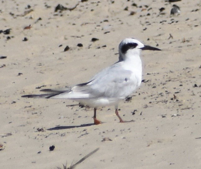 Forster's Tern - ML176863231