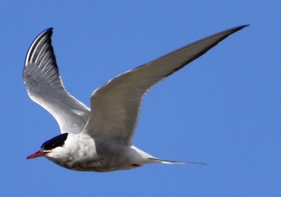 Arctic Tern - John/Linda Mendoza