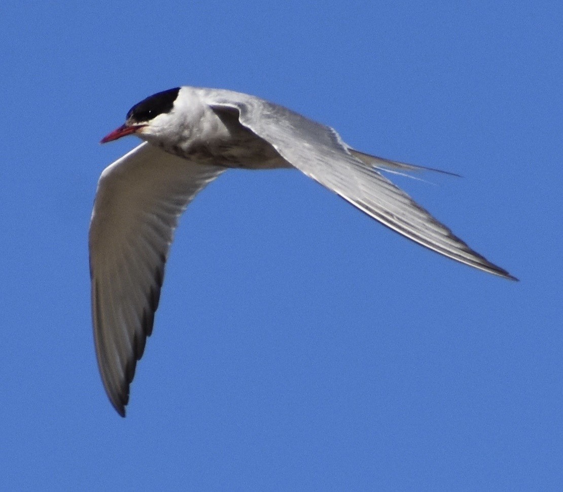 Arctic Tern - ML176863491