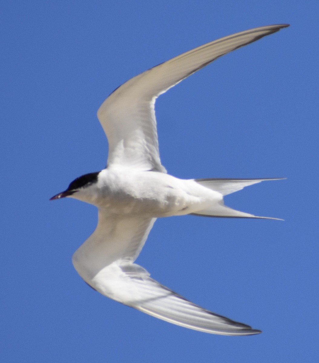 Arctic Tern - ML176863521