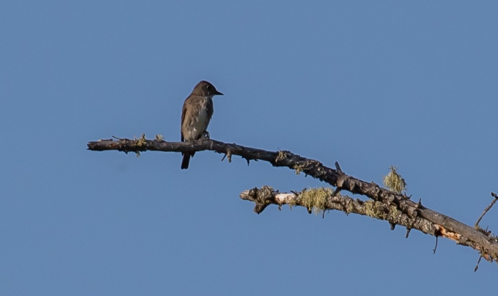 Olive-sided Flycatcher - Paul Brooks