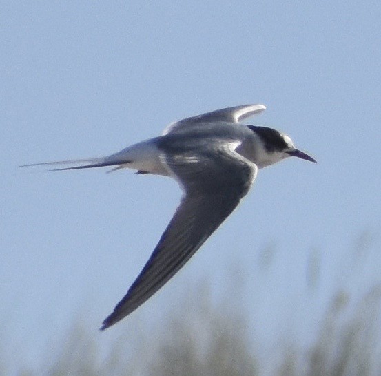 Arctic Tern - ML176863751