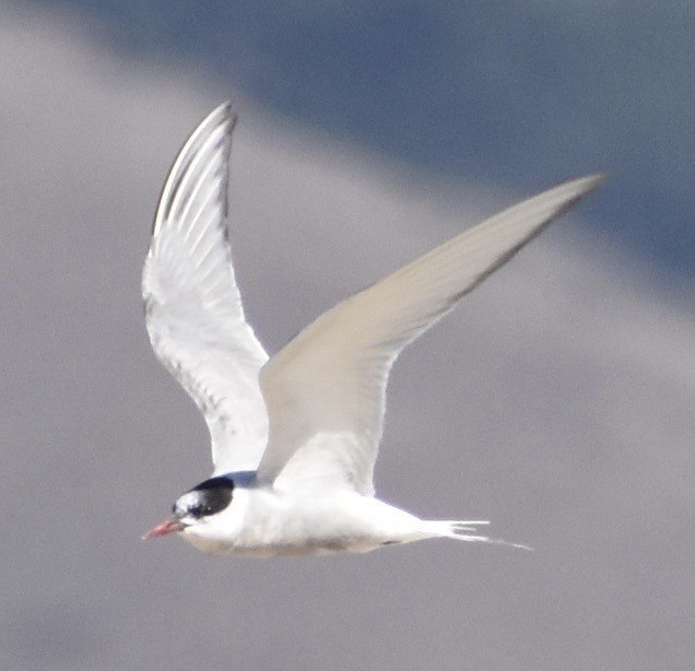 Arctic Tern - ML176863761