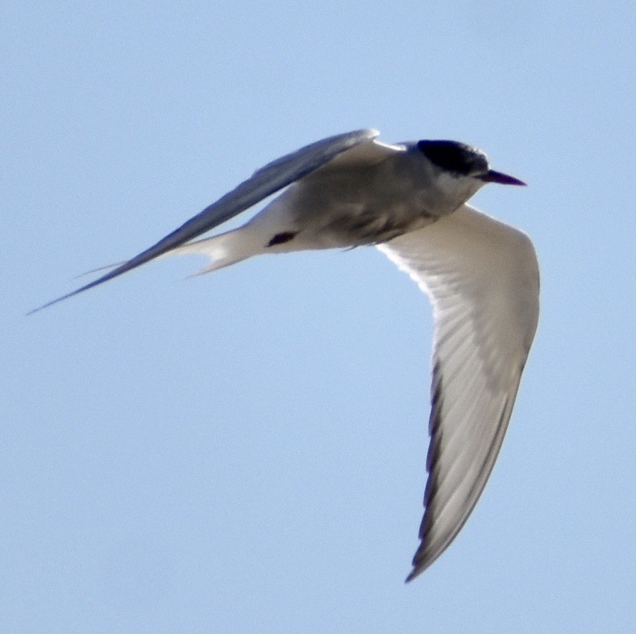 Arctic Tern - ML176863771