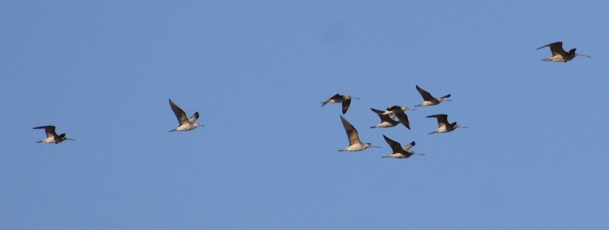 Marbled Godwit - ML176863911