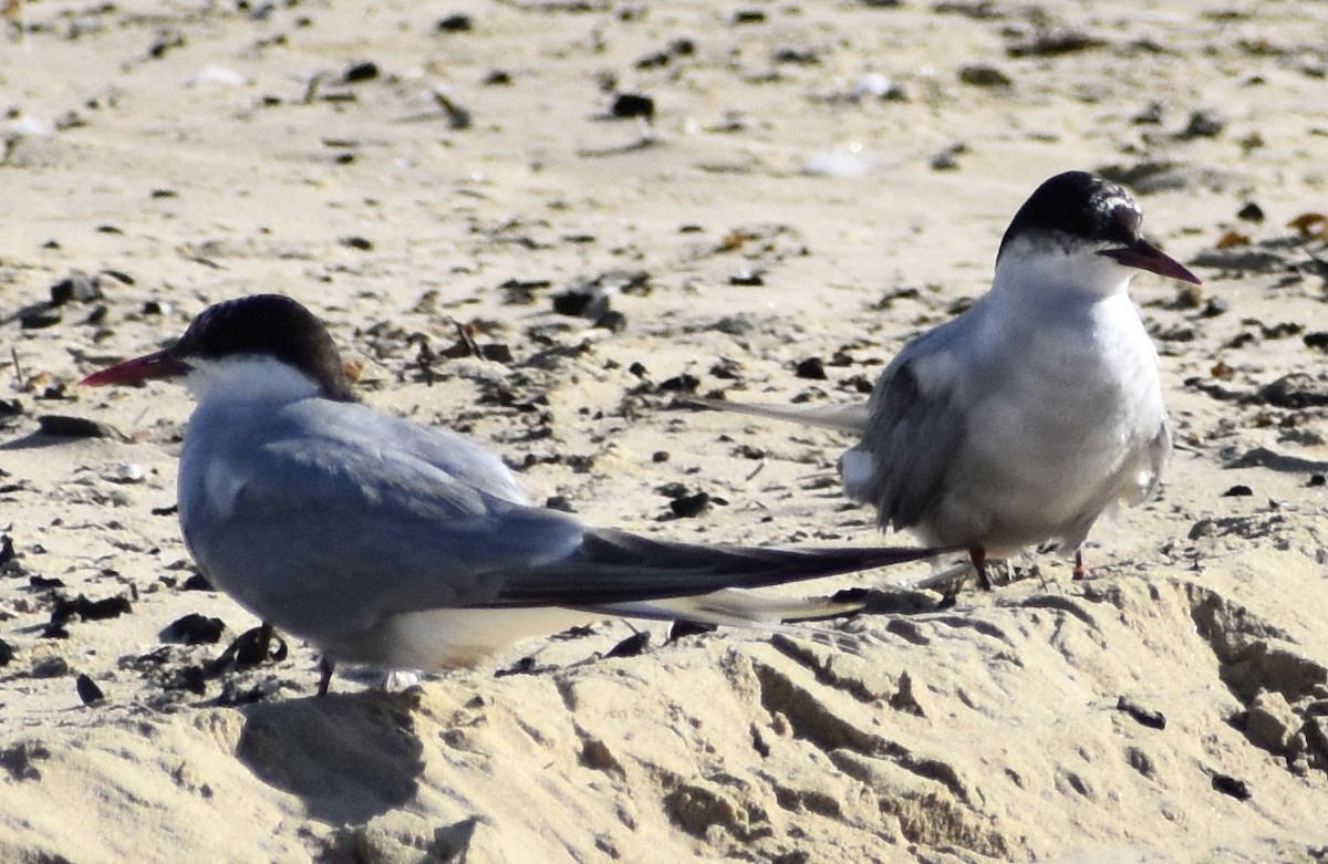 Arctic Tern - John/Linda Mendoza