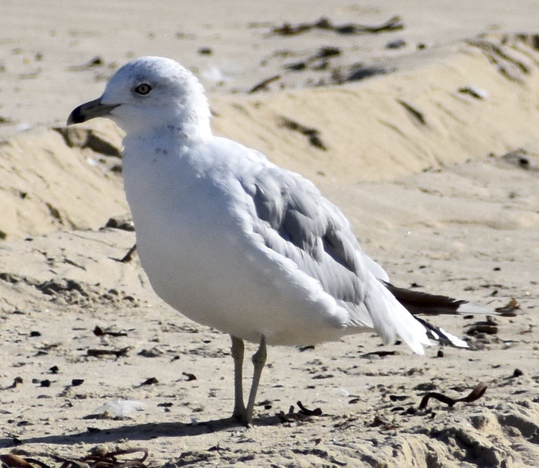 Ring-billed Gull - John/Linda Mendoza