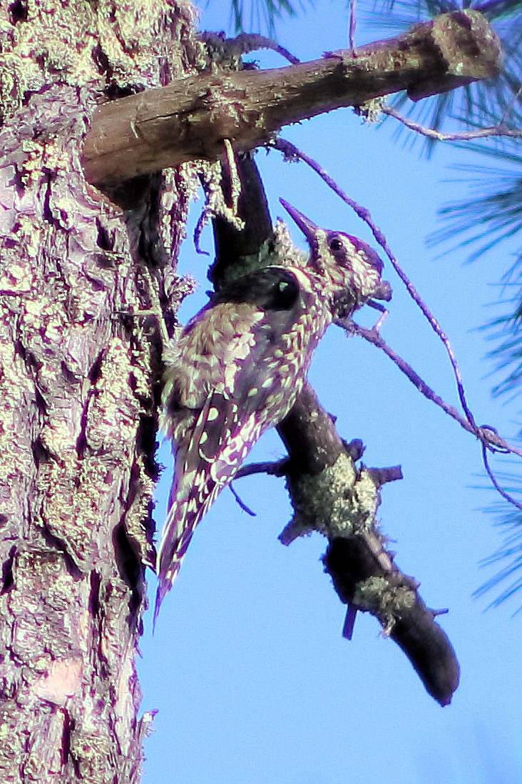 Yellow-bellied Sapsucker - ML176865141