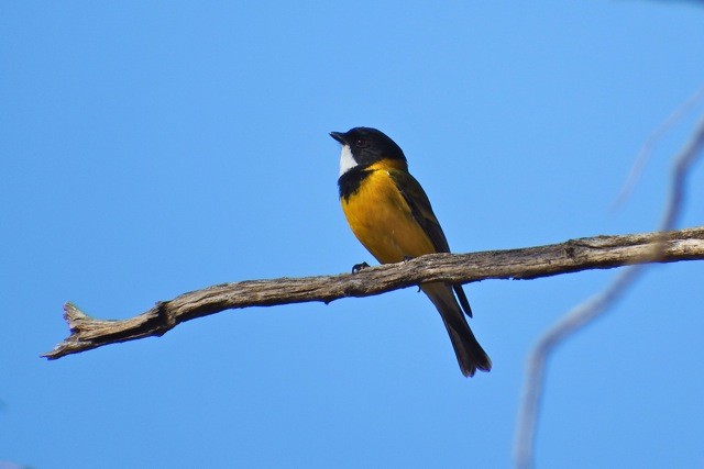 Golden Whistler - ML176866011