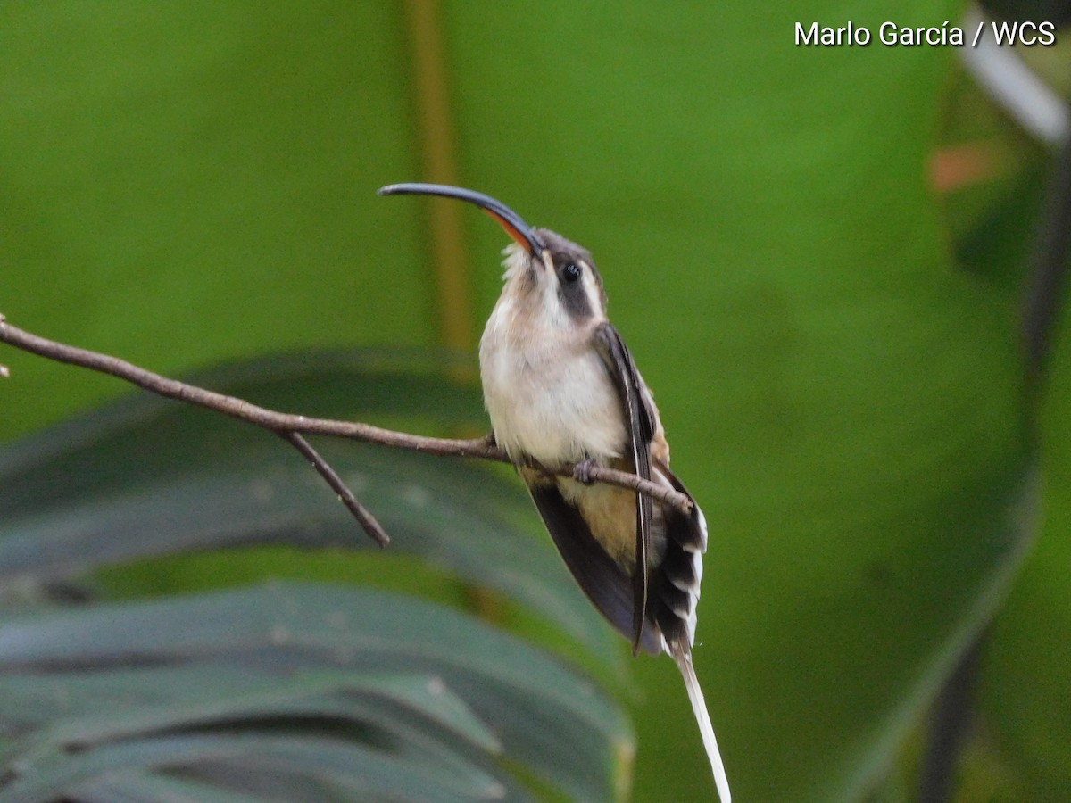 Long-billed Hermit - ML176866181