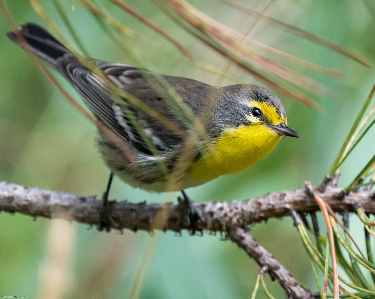 Grace's Warbler - ML176868181