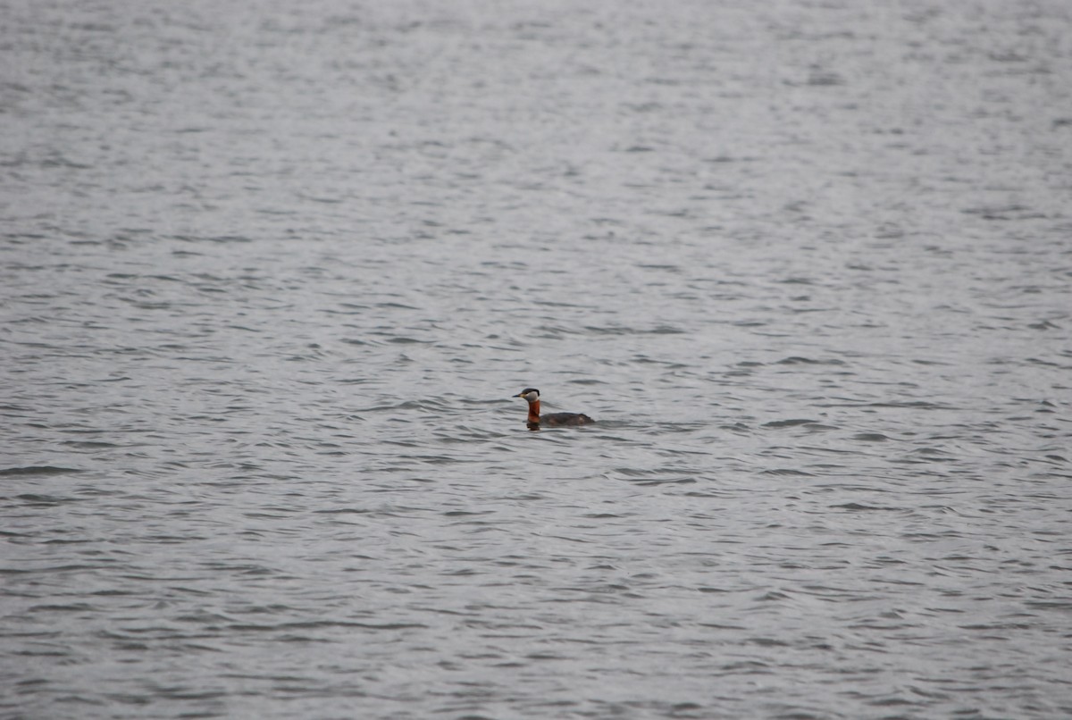 Red-necked Grebe - ML176868881