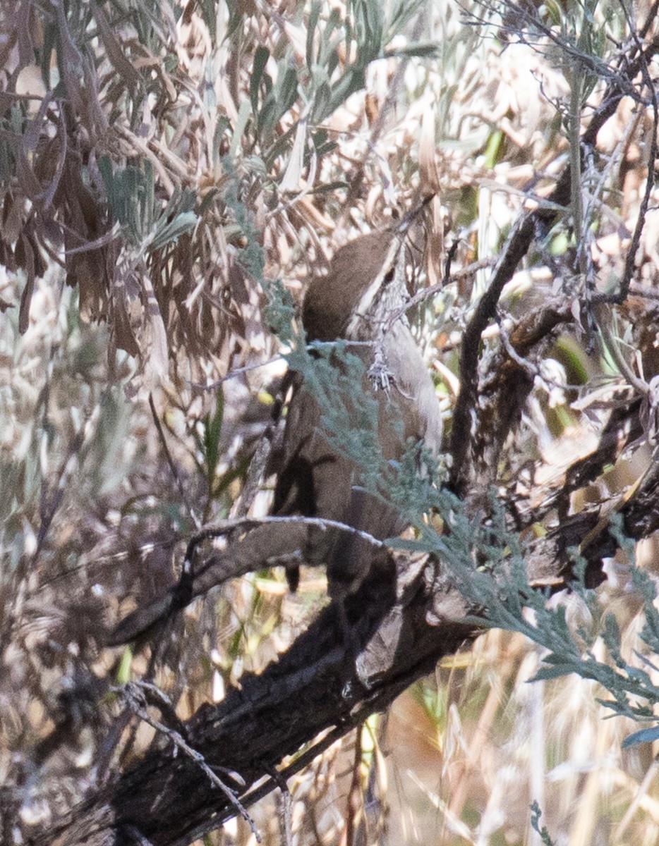 Bewick's Wren - ML176869241