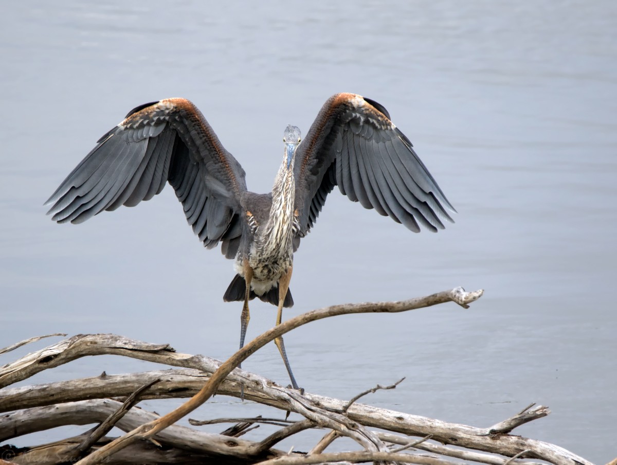 Great Blue Heron - ML176869371