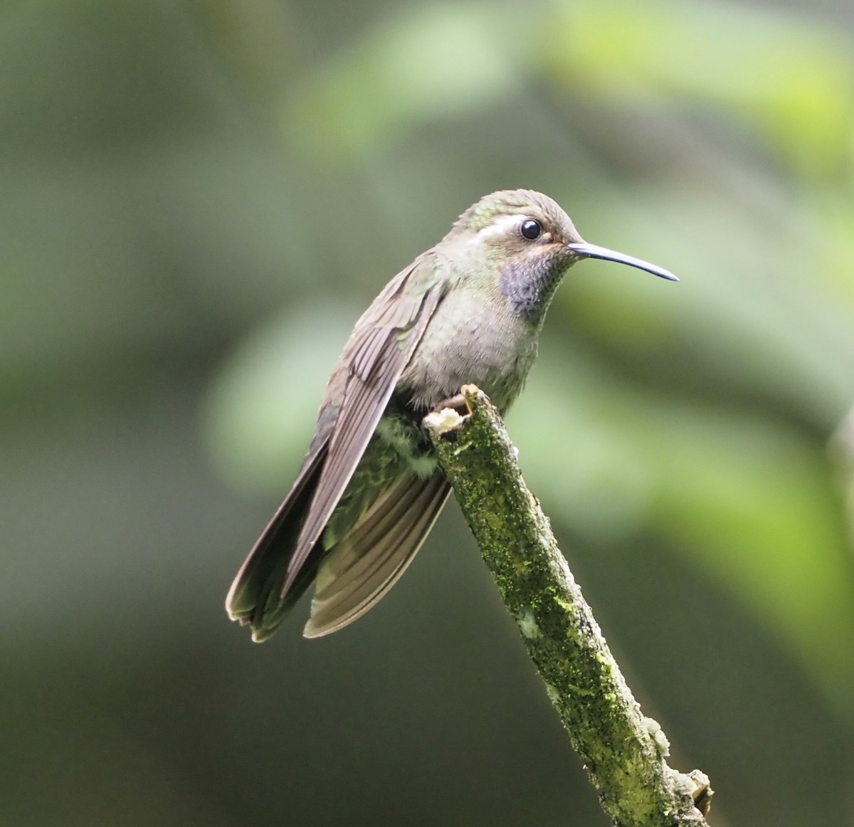 kolibřík ametystohrdlý (ssp. margaritae) - ML176871501