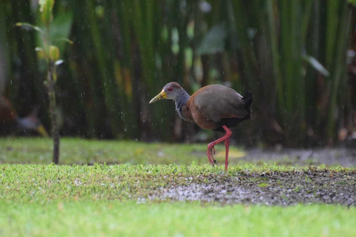 Russet-naped Wood-Rail - Kai  Mills