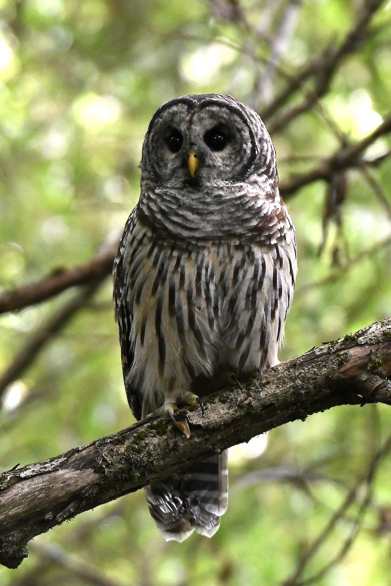 Barred Owl - ML176872211