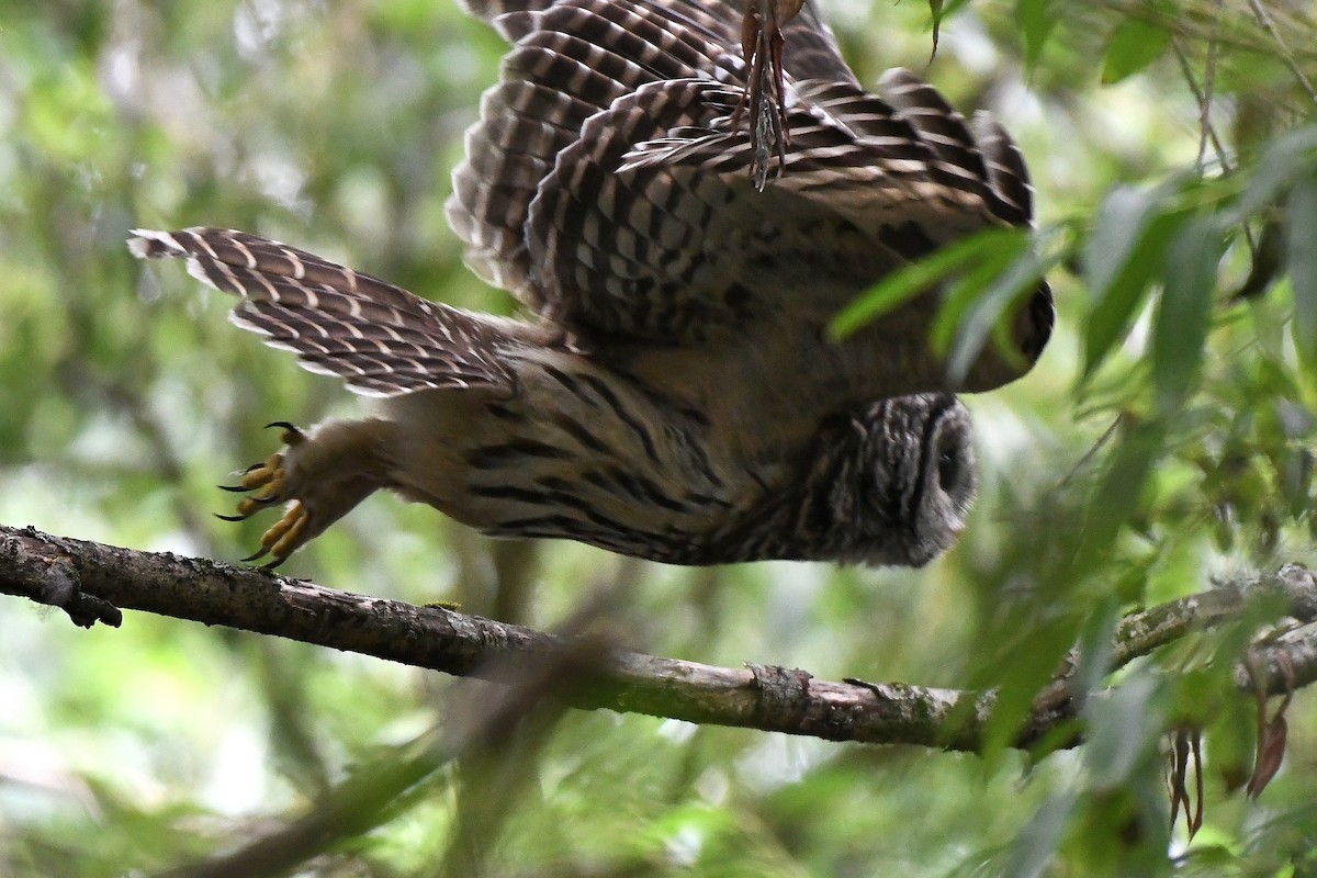 Barred Owl - ML176872221