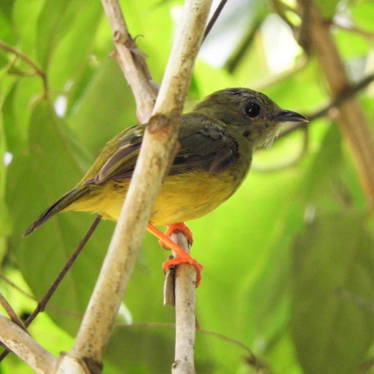 White-collared Manakin - ML176872771