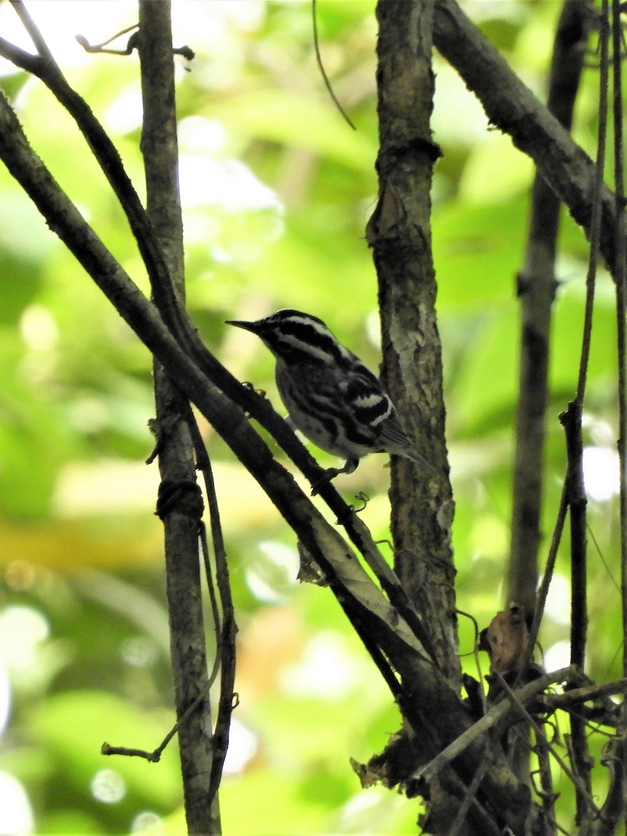 Black-and-white Warbler - ML176872841
