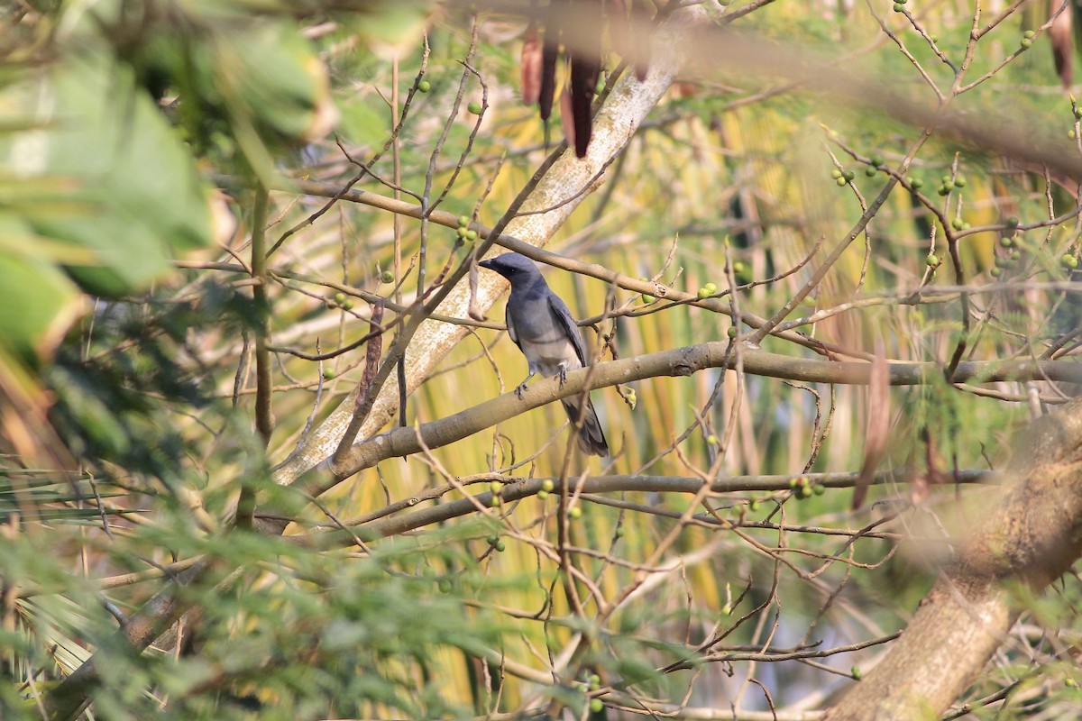 Large Cuckooshrike - ML176873101