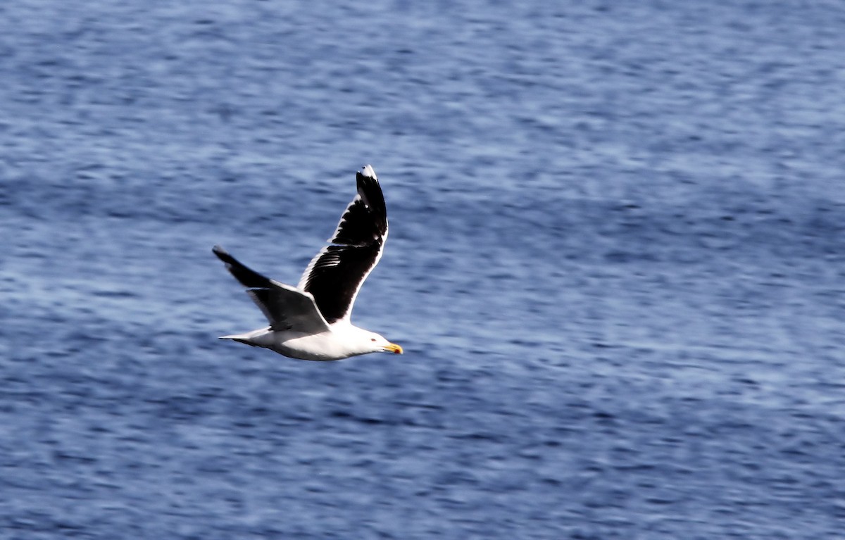 Great Black-backed Gull - ML176875331