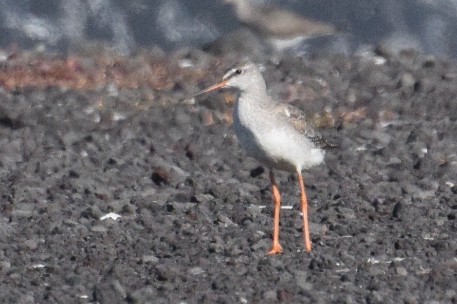 Spotted Redshank - Kai  Mills