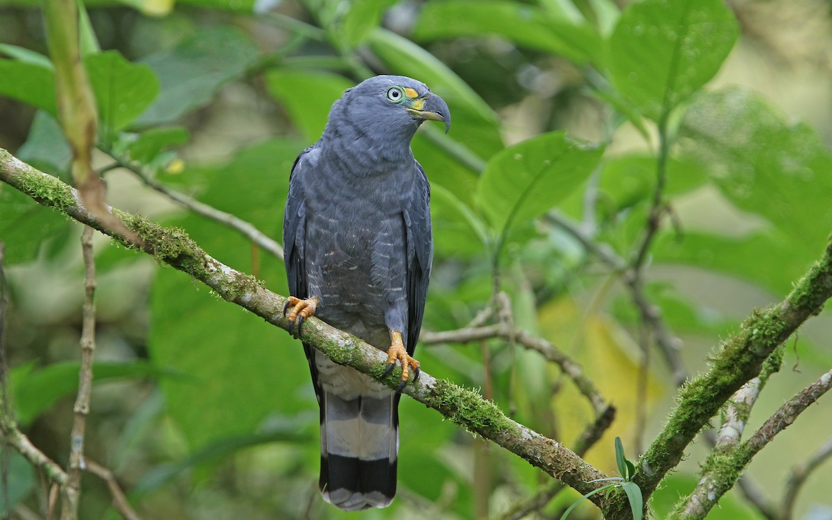 Hook-billed Kite - ML176878981