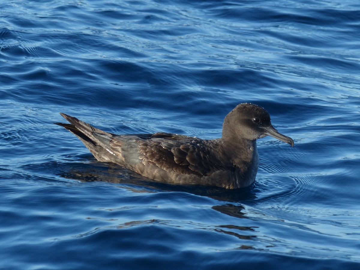 Sooty Shearwater - ML176881331