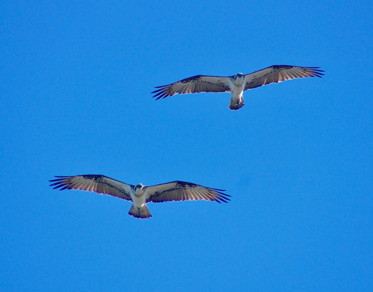 Загасч явлаг - ML176881891