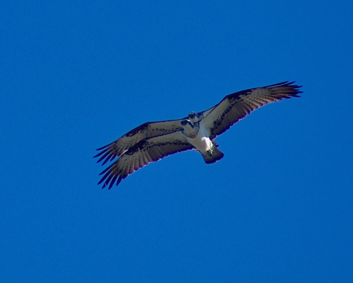 Загасч явлаг - ML176881901