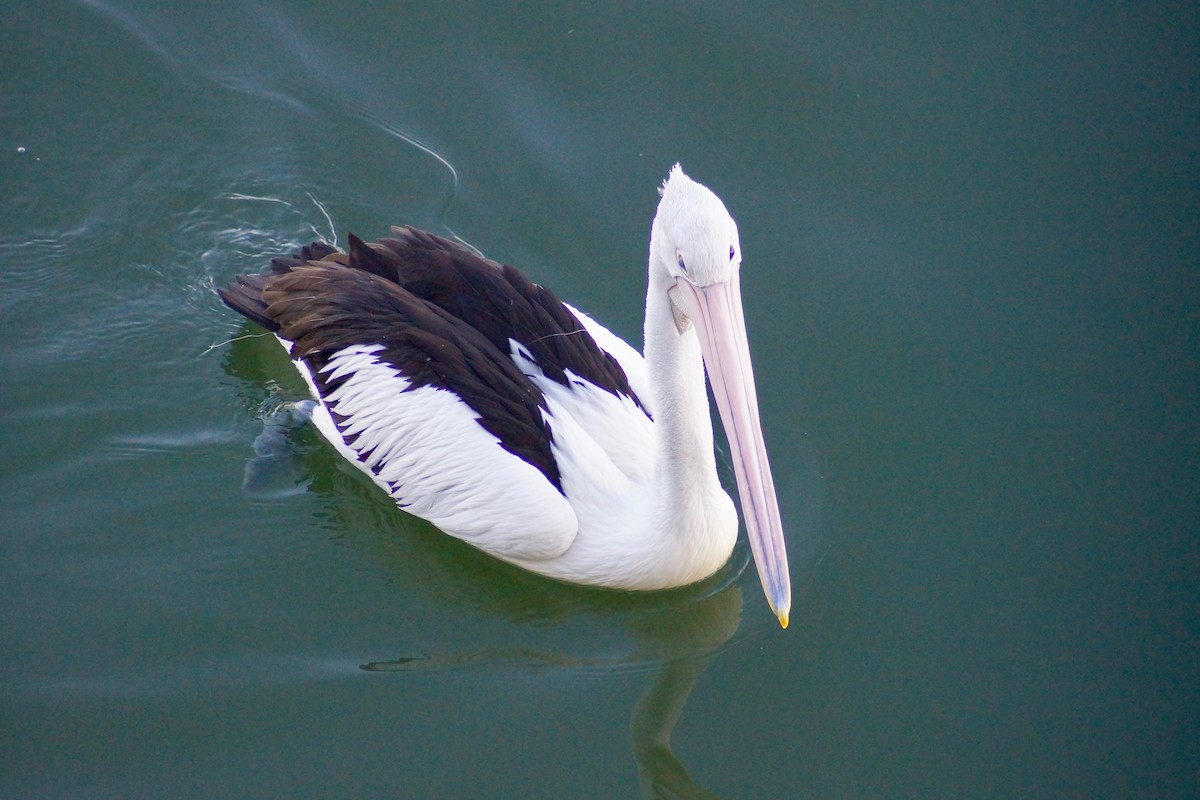 Australian Pelican - ML176881981