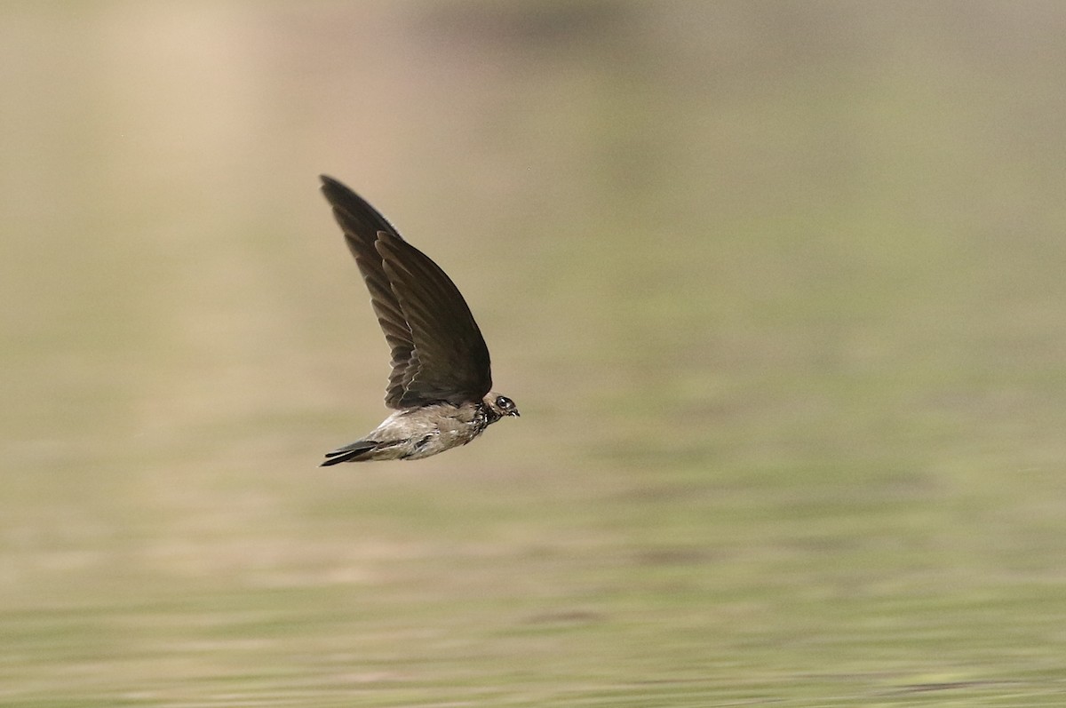 Black-nest Swiftlet - Dave Bakewell