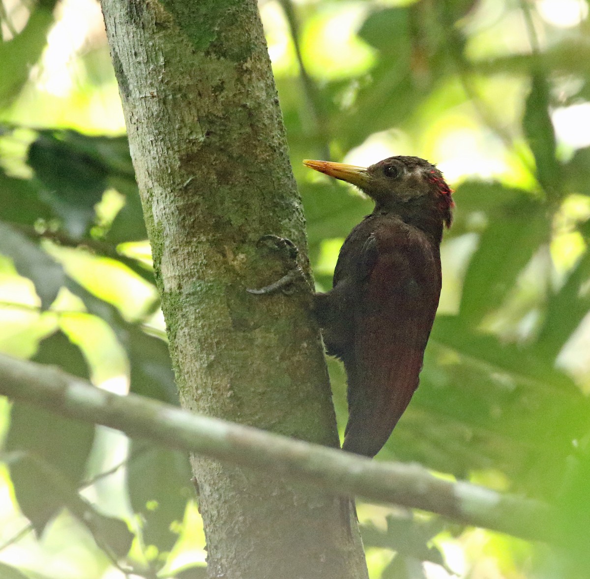 Maroon Woodpecker - ML176883421