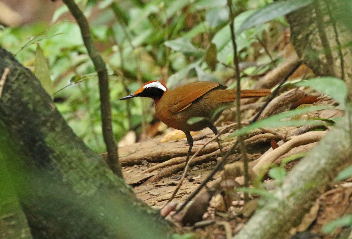 Malaysian Rail-babbler - Dave Bakewell