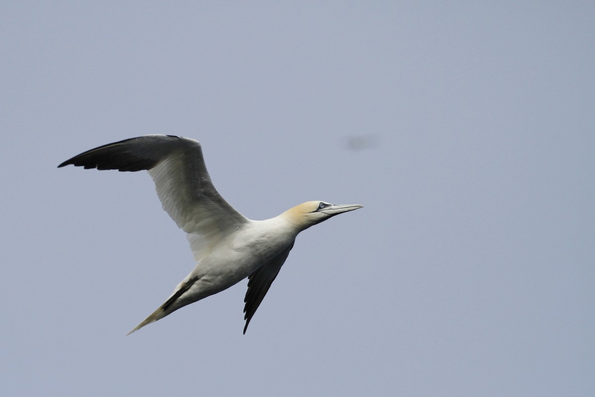 Northern Gannet - Chris Murray